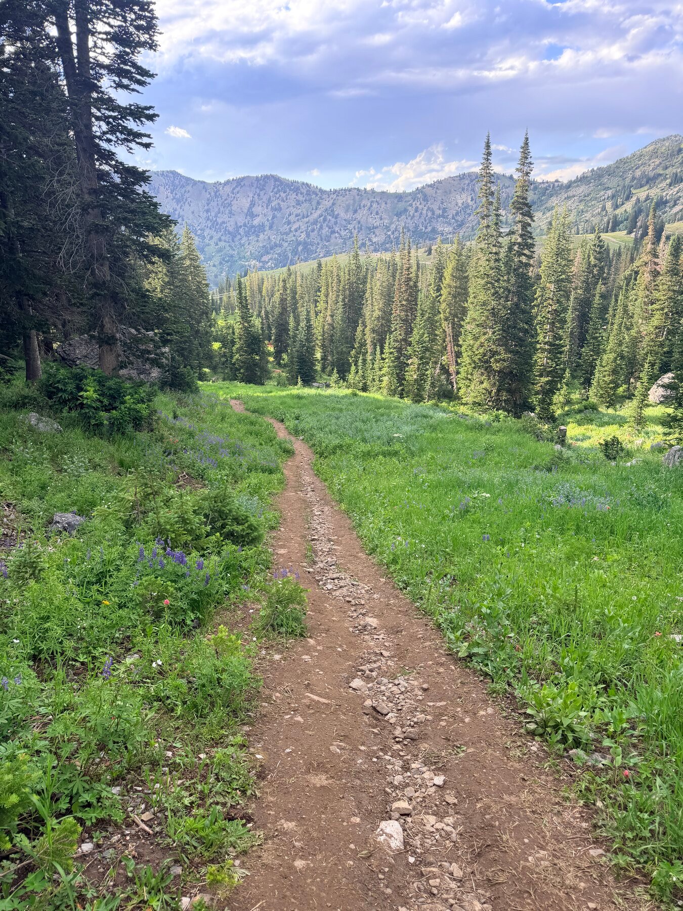 Mountain trail passing through wildflowers