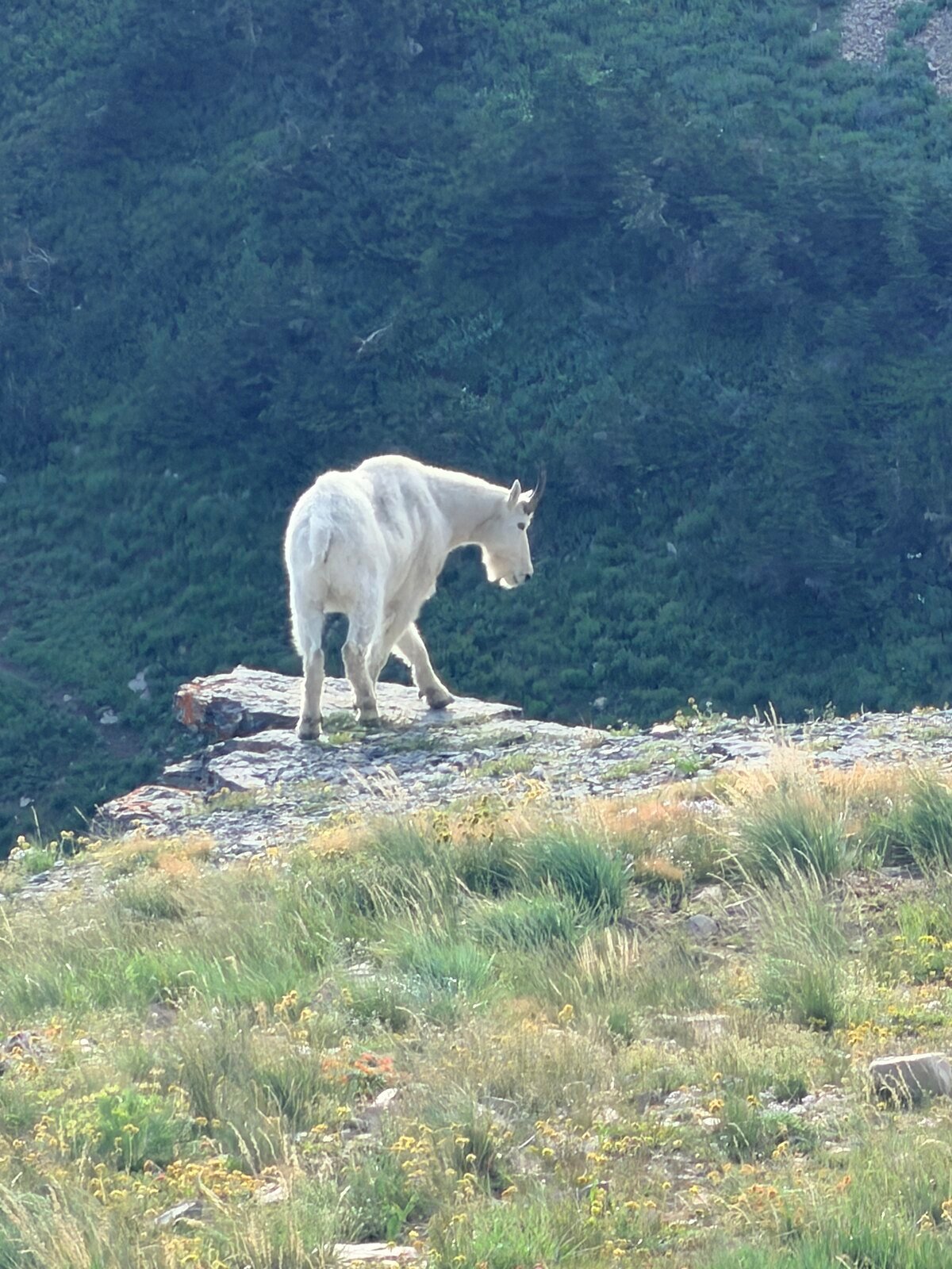 Mountain goat near a mountain trail